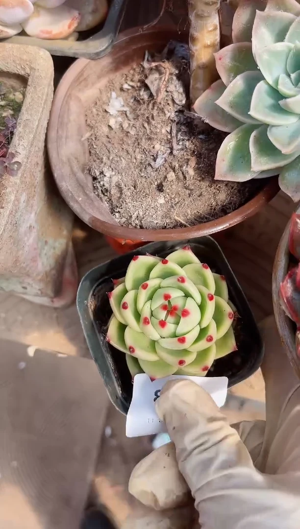 【闪购商品】11193