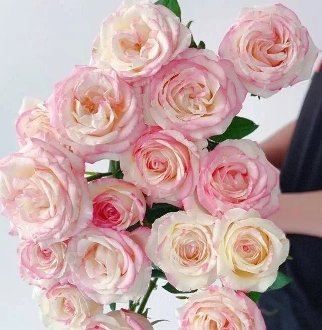 【多头 霓裳10支】鲜花任意满2单发顺丰或德邦送货上门 云南鲜花