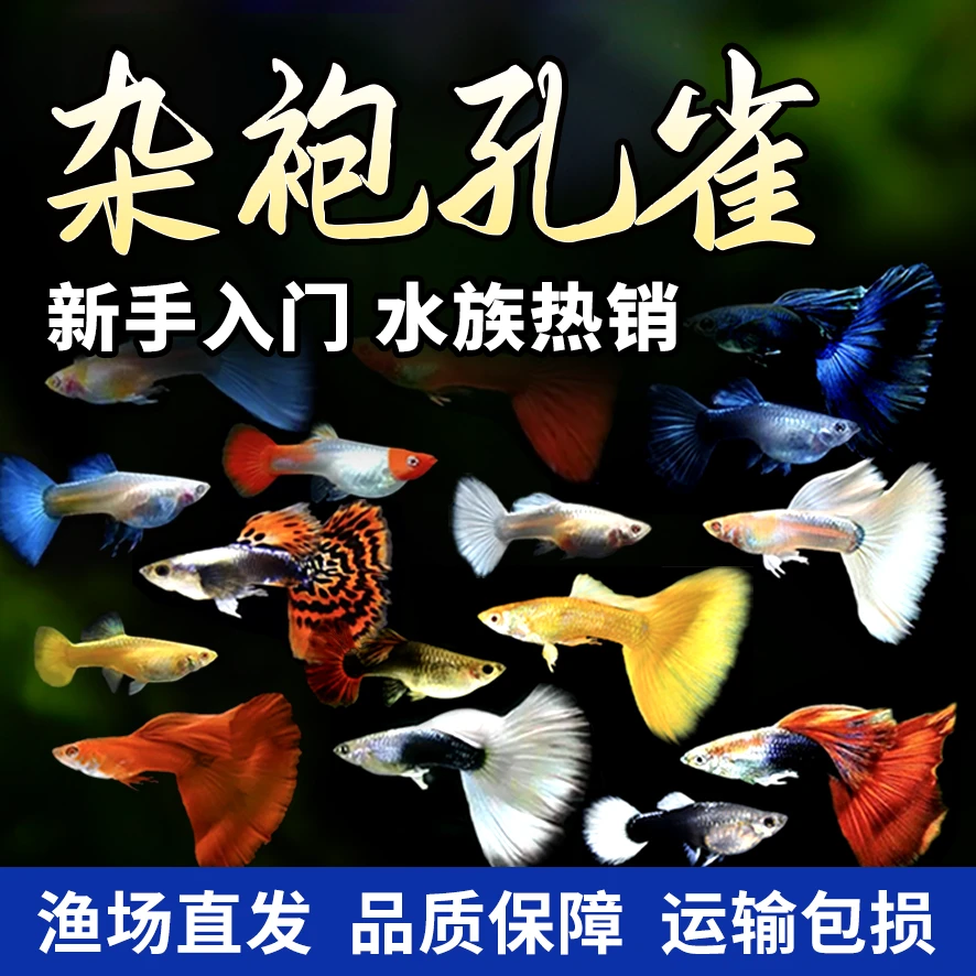 【0基础爆缸攻略】杂袍孔雀鱼基因盲盒 懒人养鱼观赏鱼 吃藻清缸