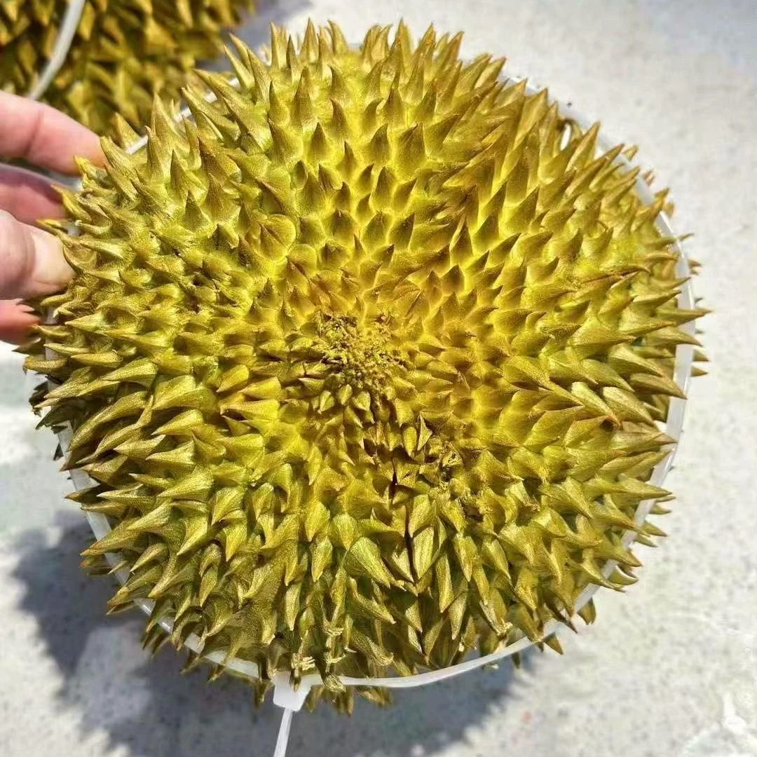 双A金枕榴莲榴莲同城配