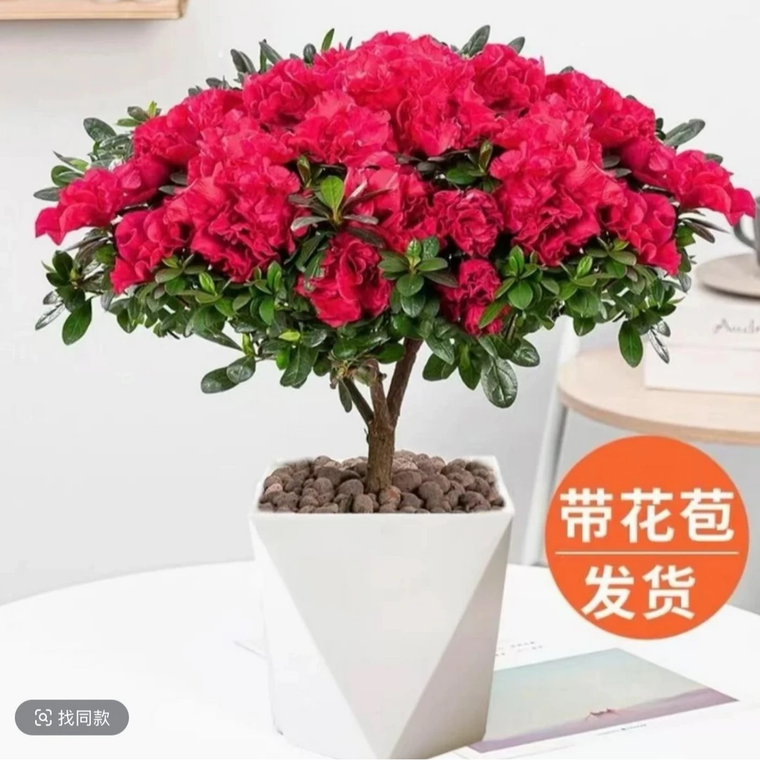 杜鹃花盆栽花卉植物阳台绿植花带苞大颗四季开花好养易活皋月