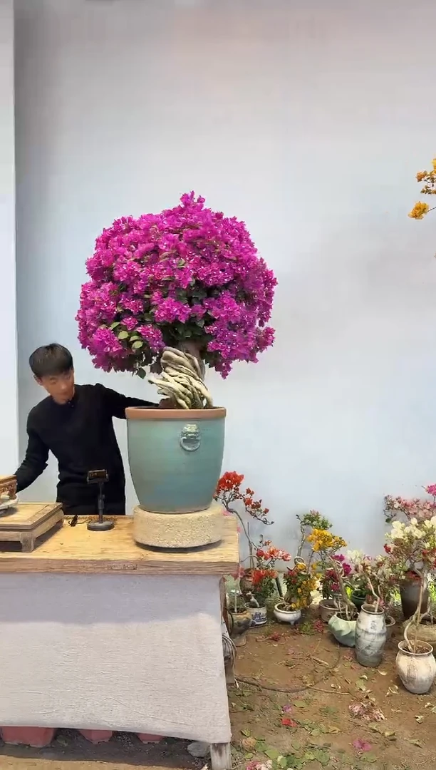 以实际为准三角梅9