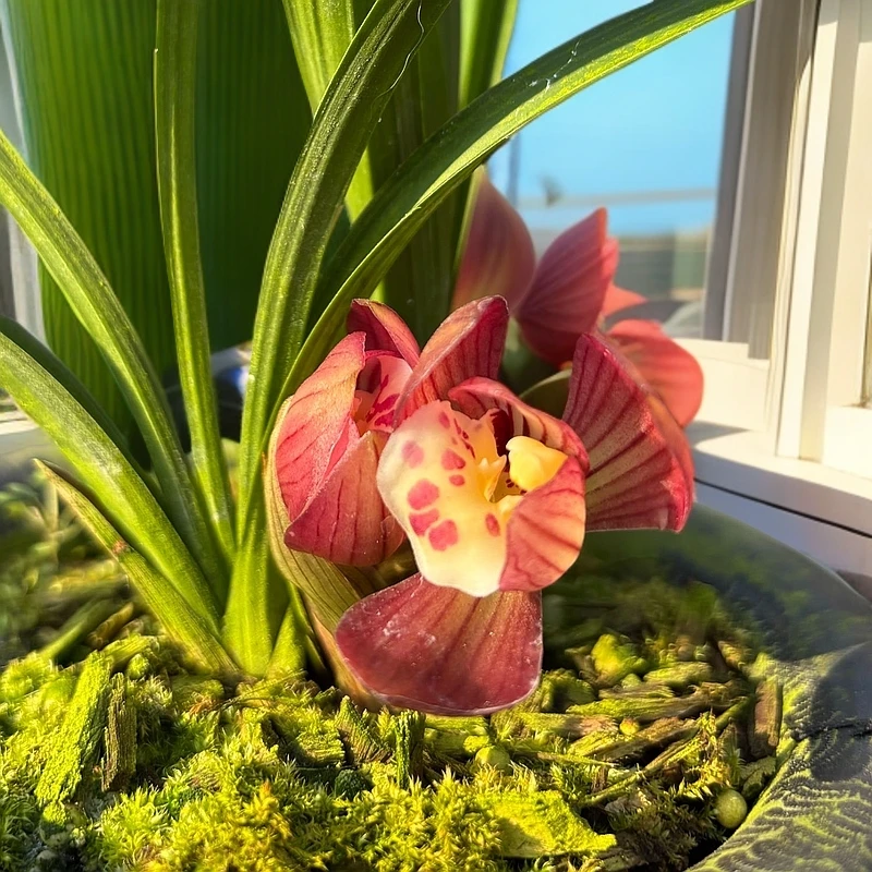 精品兰花一物一拍直播专属