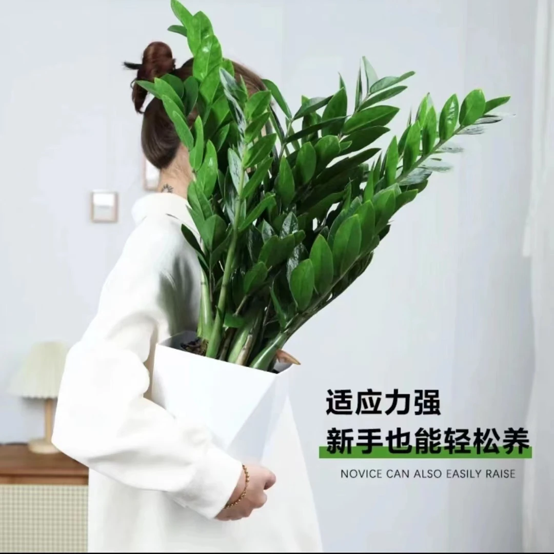 【新疆包邮】金钱树盆栽植物室内钱串子招财客厅四季常青