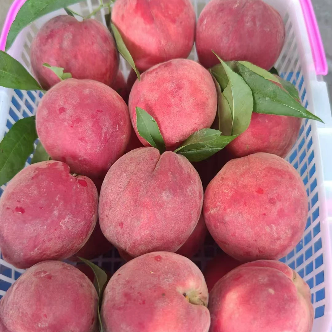 广西当季新鲜毛桃自然成熟新鲜水果现摘现发脆甜多汁