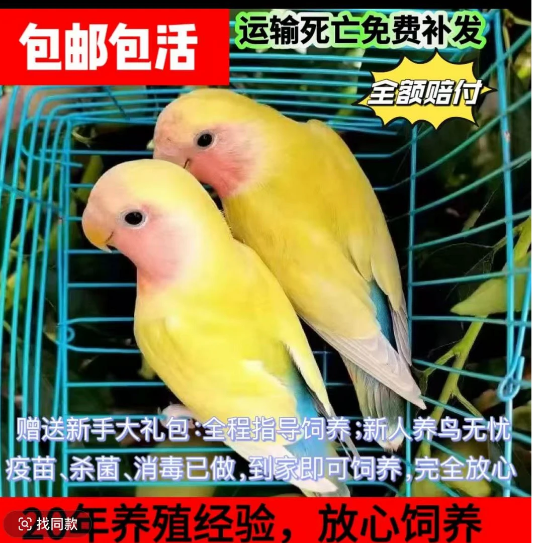 牡丹爱情鸟鹦鹉黄桃绿桃（包邮）牡丹鹦鹉绿桃牡丹鹦鹉手养