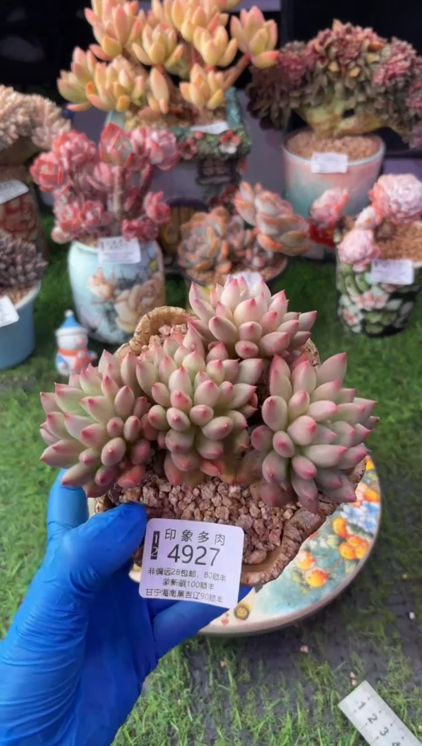 昆明印象多肉4927