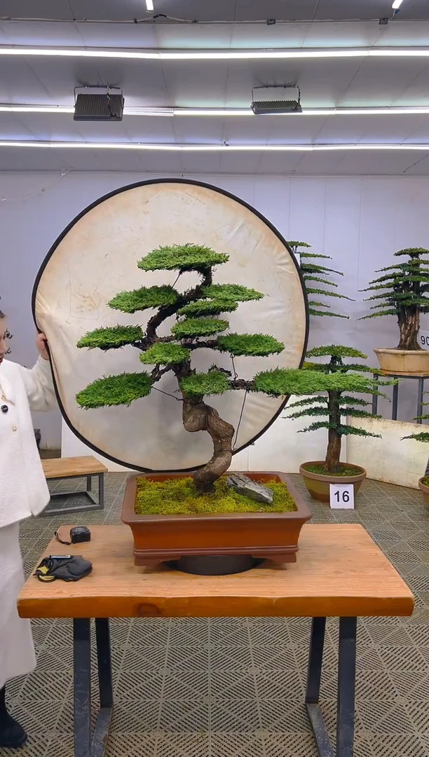 无花朵一物一拍一物一拍