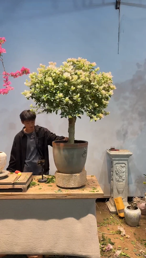 全部花朵三角梅43