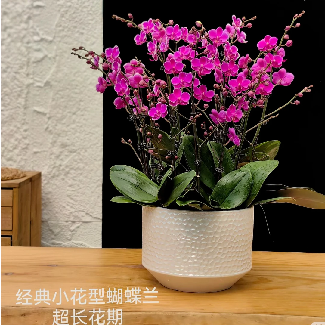 蝴蝶兰【满天红】，3.0杯无花无梗