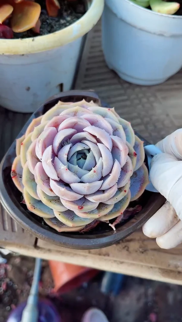 【闪购商品】23212