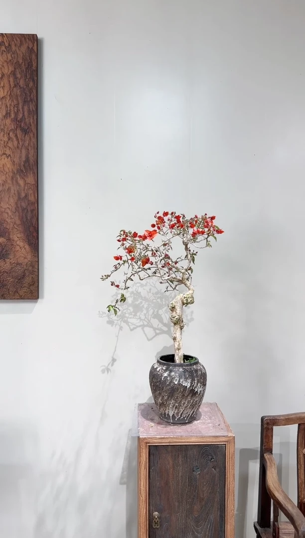 【闪购商品】盆景热火桑巴