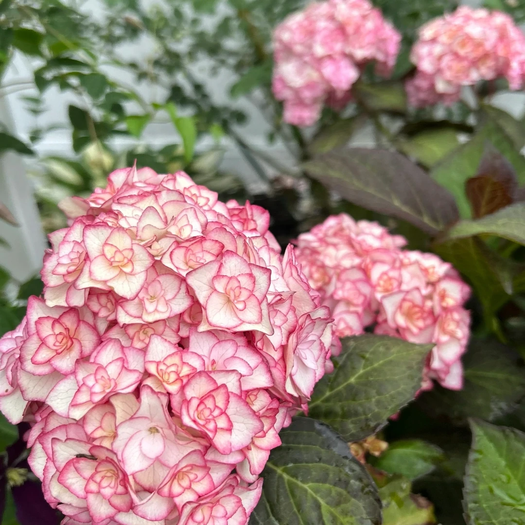 纱织小姐 粉色 带花苞发货（吴）2加仑 花卉盆栽 大花绣球