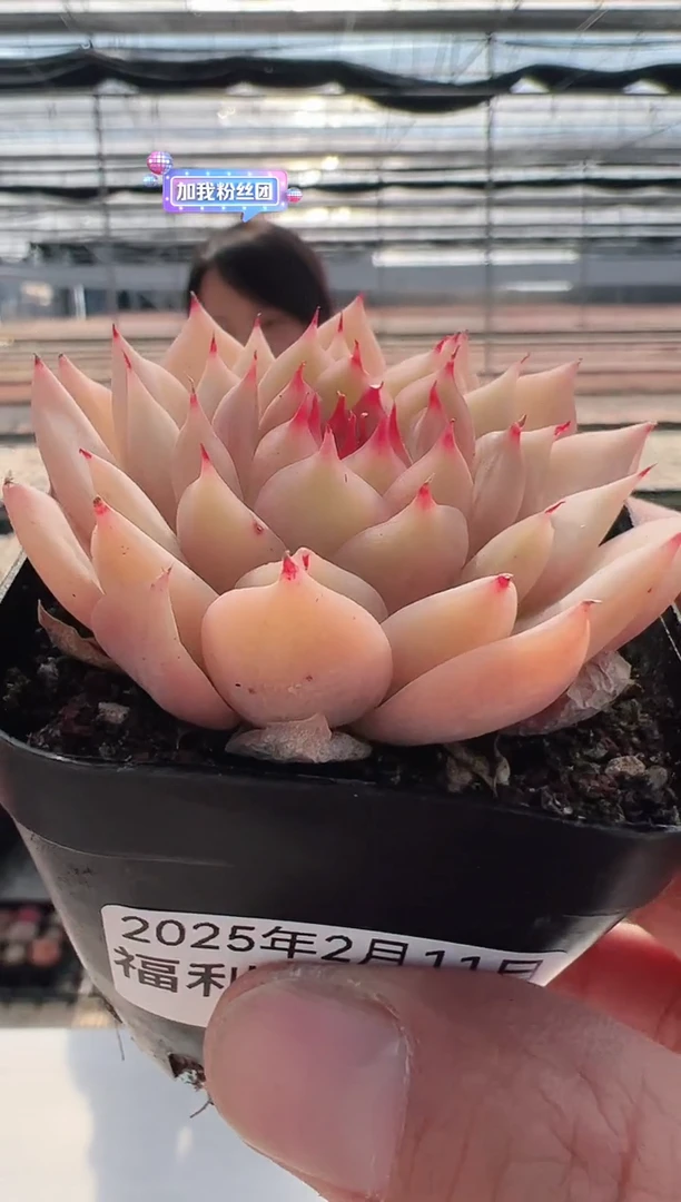 【闪购商品】福利多肉-1