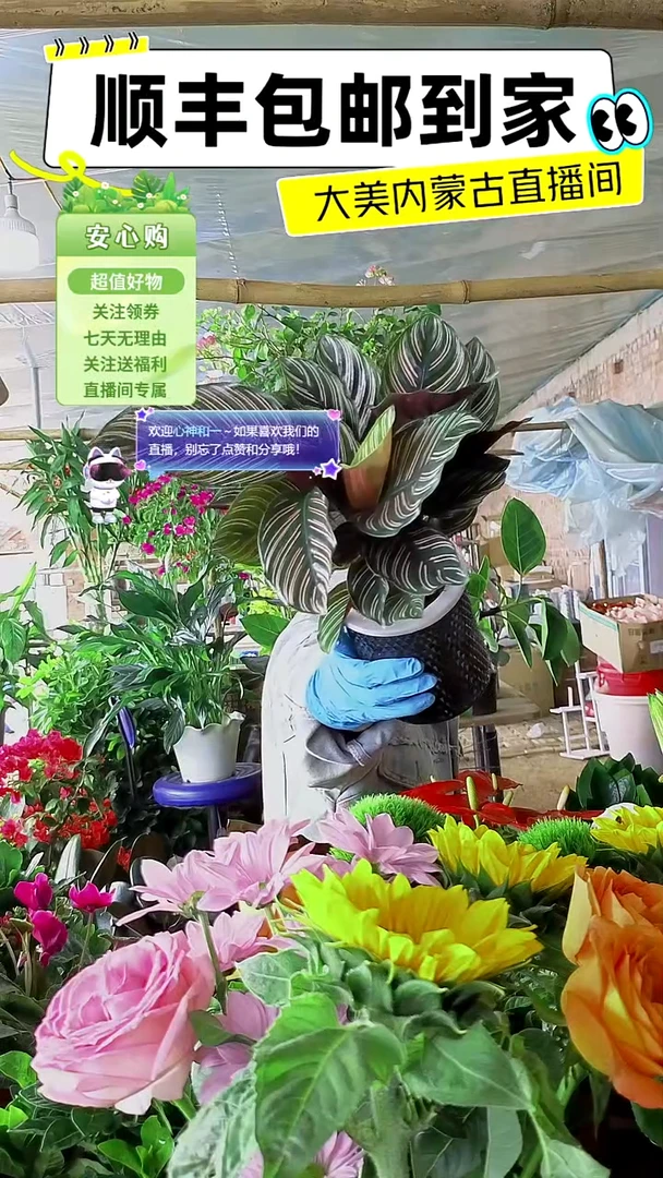 完全开放双剑水培顺丰包邮