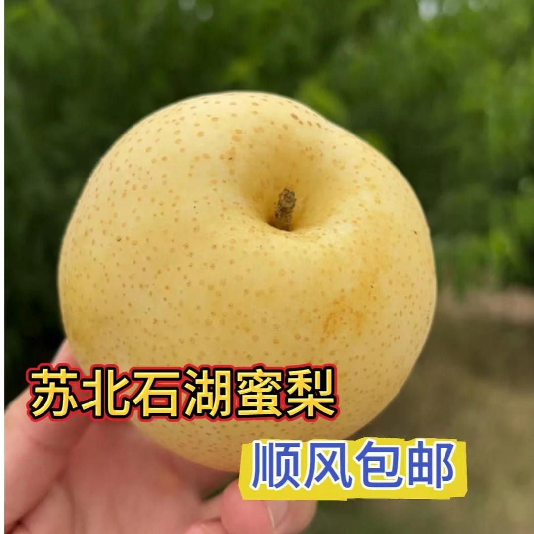 苏北石湖蜜梨口感细腻脆甜多汁