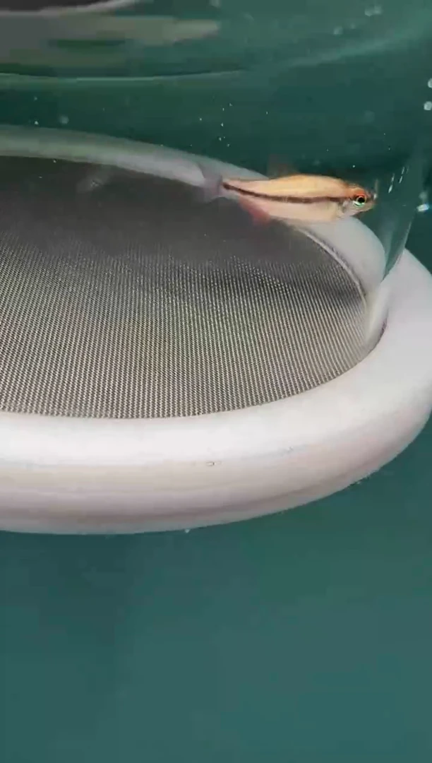 灯科鱼K01-56号白金血魔2.5cm左右