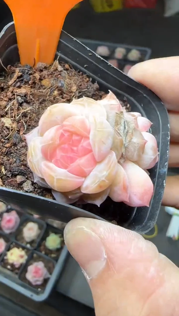 【闪购商品】一物一拍0213—45