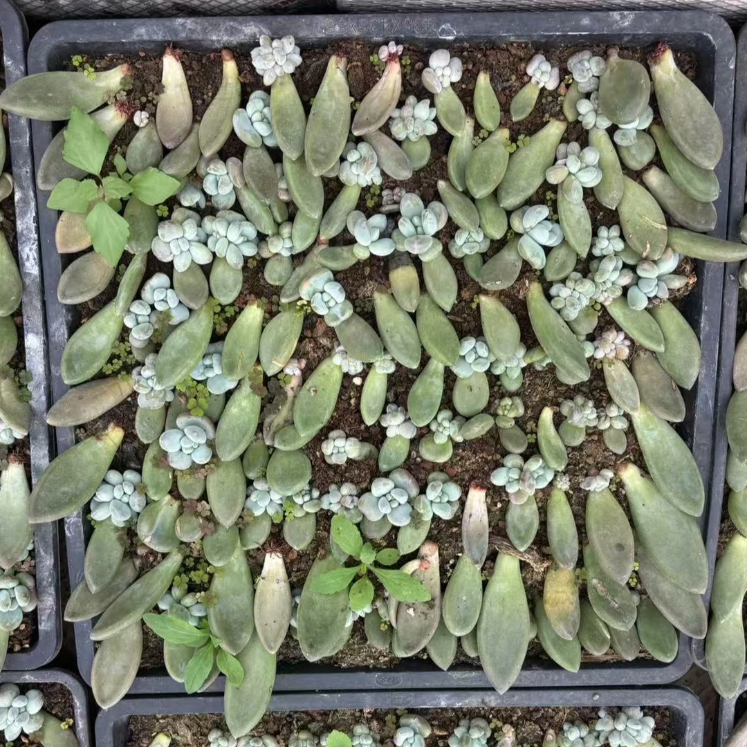 植迷园艺多肉植物7月3日海豚体哥特苗