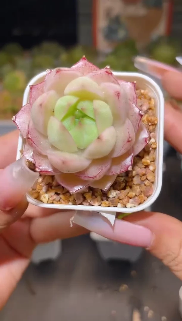 088小纯一物一拍