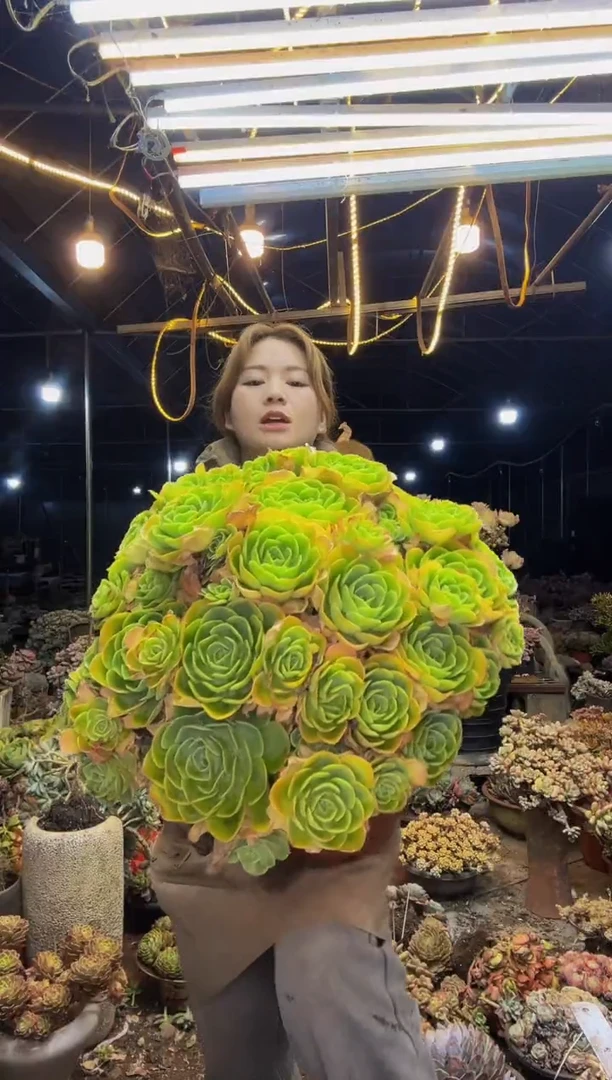 【闪购商品】柠檬玫瑰 脱土包邮