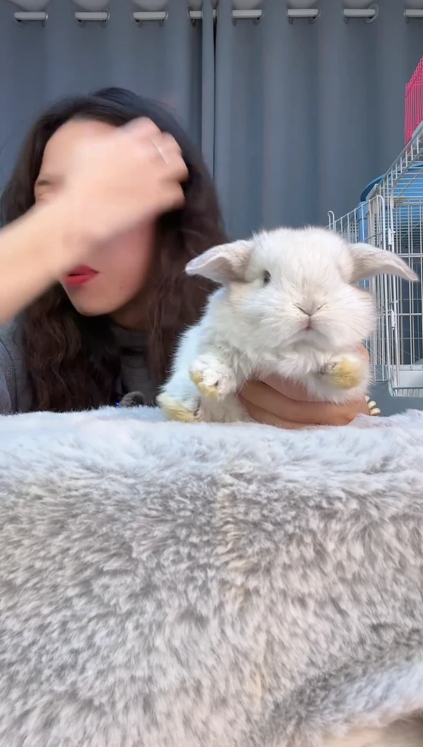 宠物兔垂耳双血统兔兔