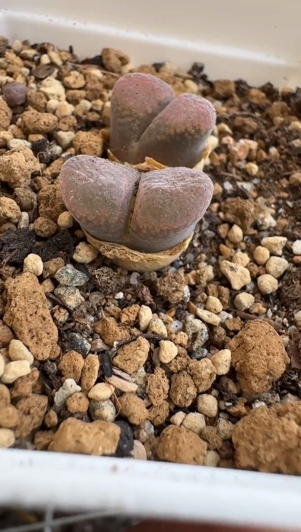 10-109多肉植物肉锥