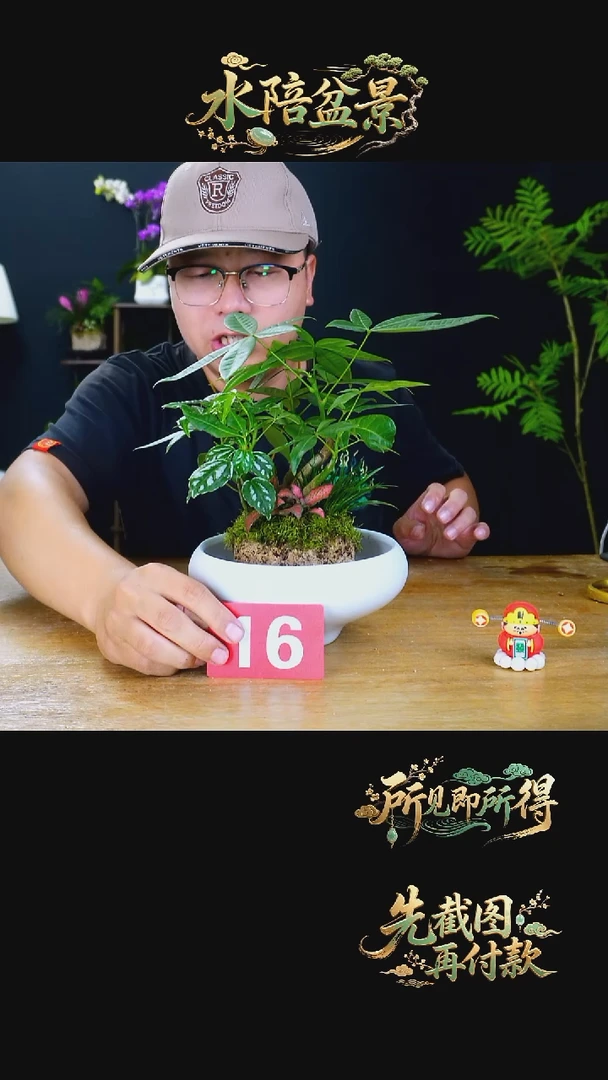 石云社一物一拍组合盆栽16
