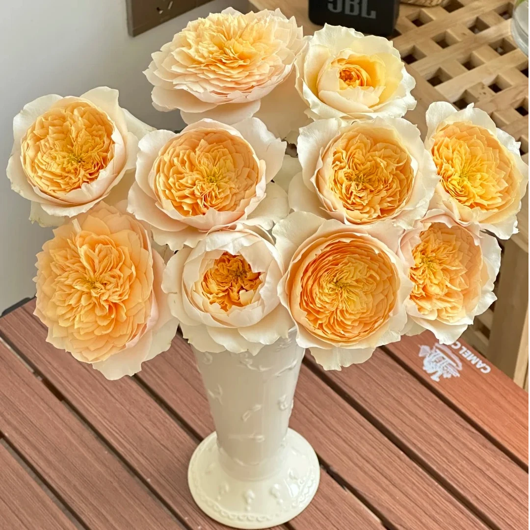 艾菲【高级稀有单头】该品不耐运输，请凑单升级快递，保护花花