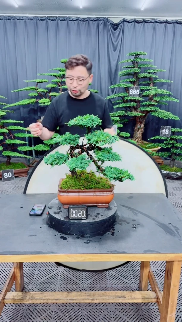无花朵珍珠柏盆景......