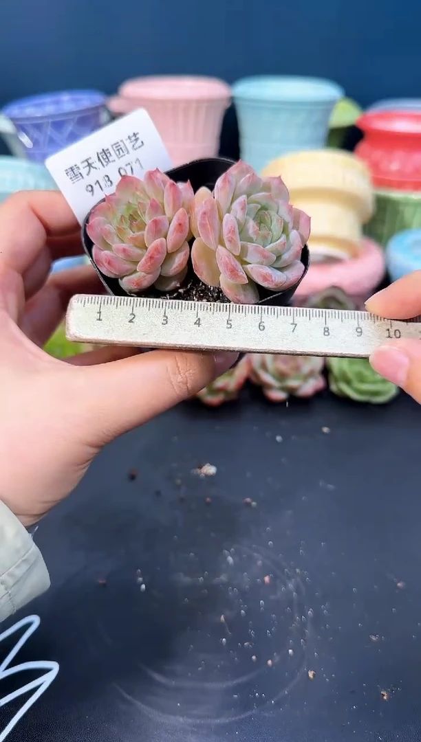 918-071青山（冠幅6CM）