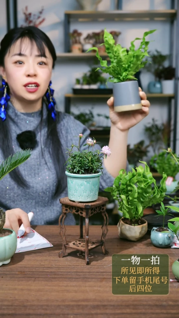 【闪购商品】34---1181火焰鸟巢蕨灰