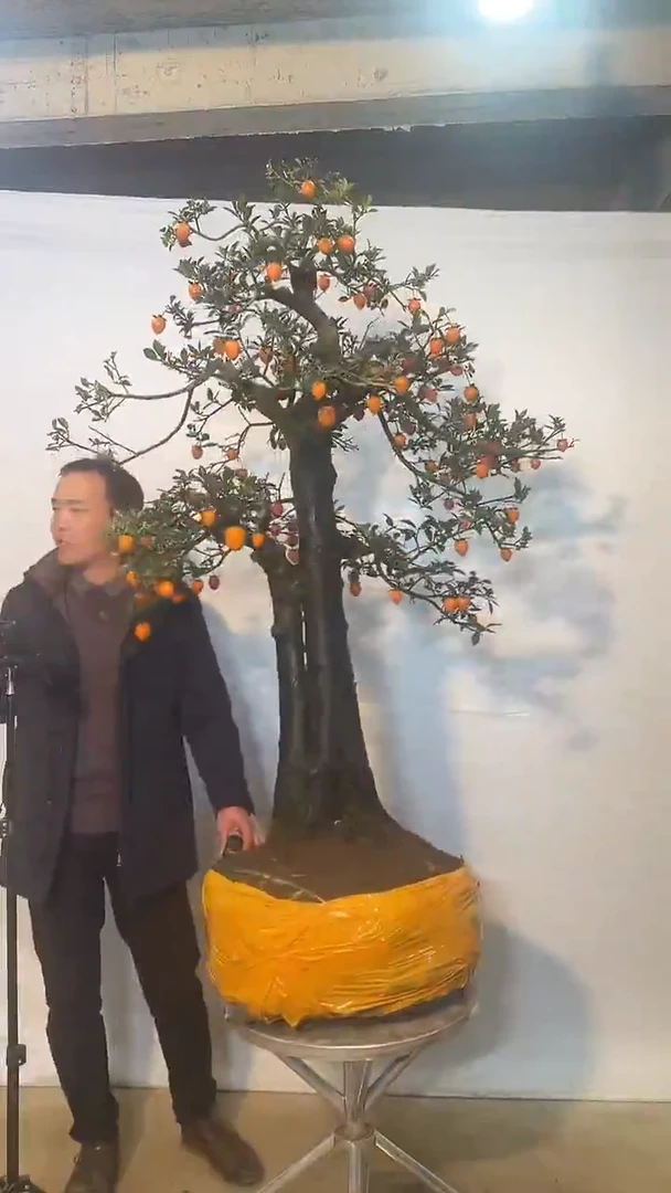 以实际为准金弹子 盆景 盆栽