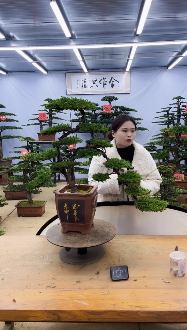 【闪购商品】高端盆景一物一拍，所见即所得