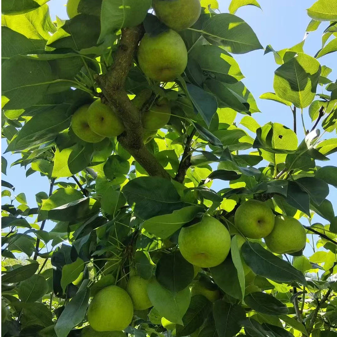 翠冠苏梨新鲜当季现摘水果鲜甜多汁应季解腻
