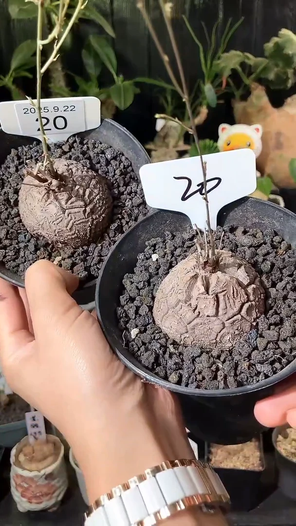 20号922福利南非龟甲龙买1个送1个