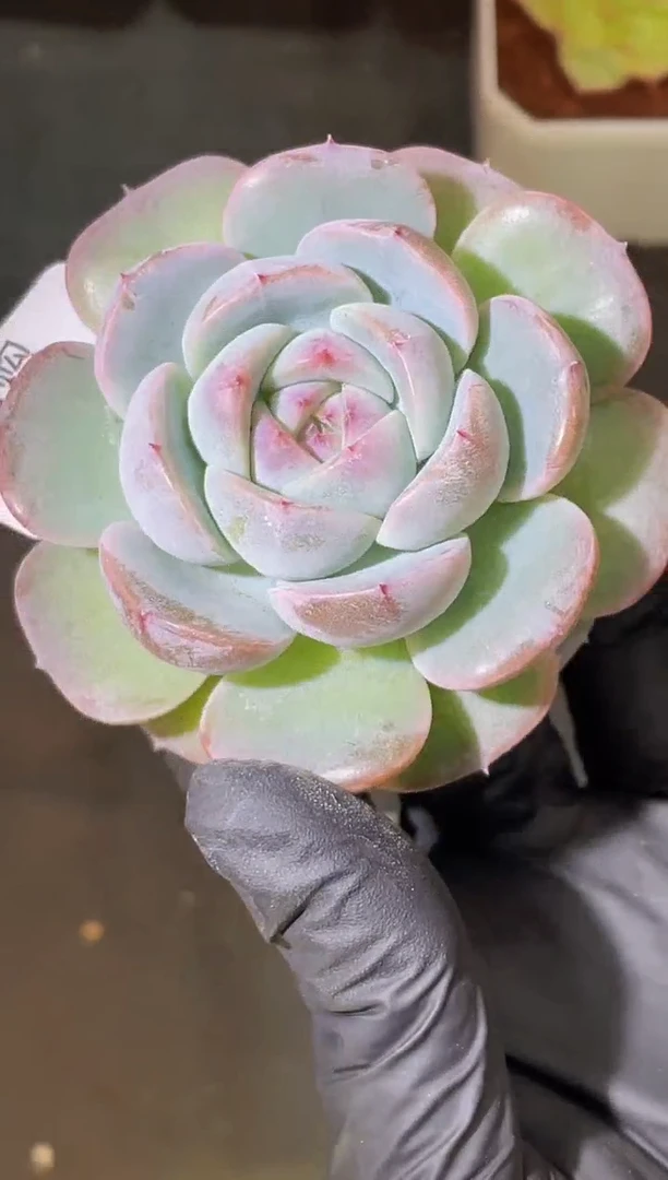 闪购2068 大木兰辞多肉一颗5-7厘米