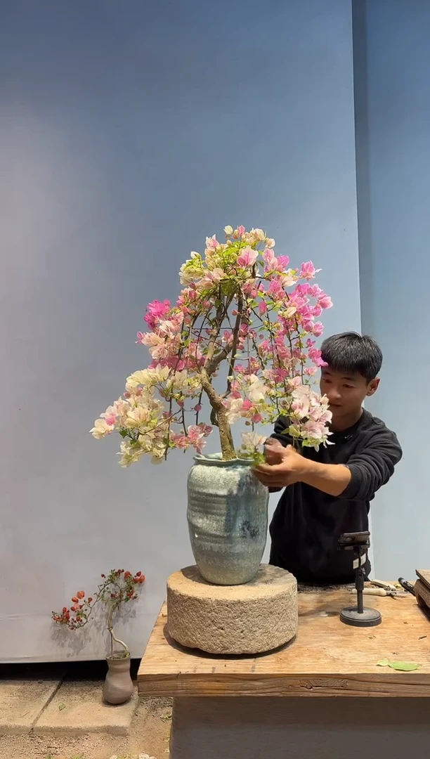 以实际为准三角梅68