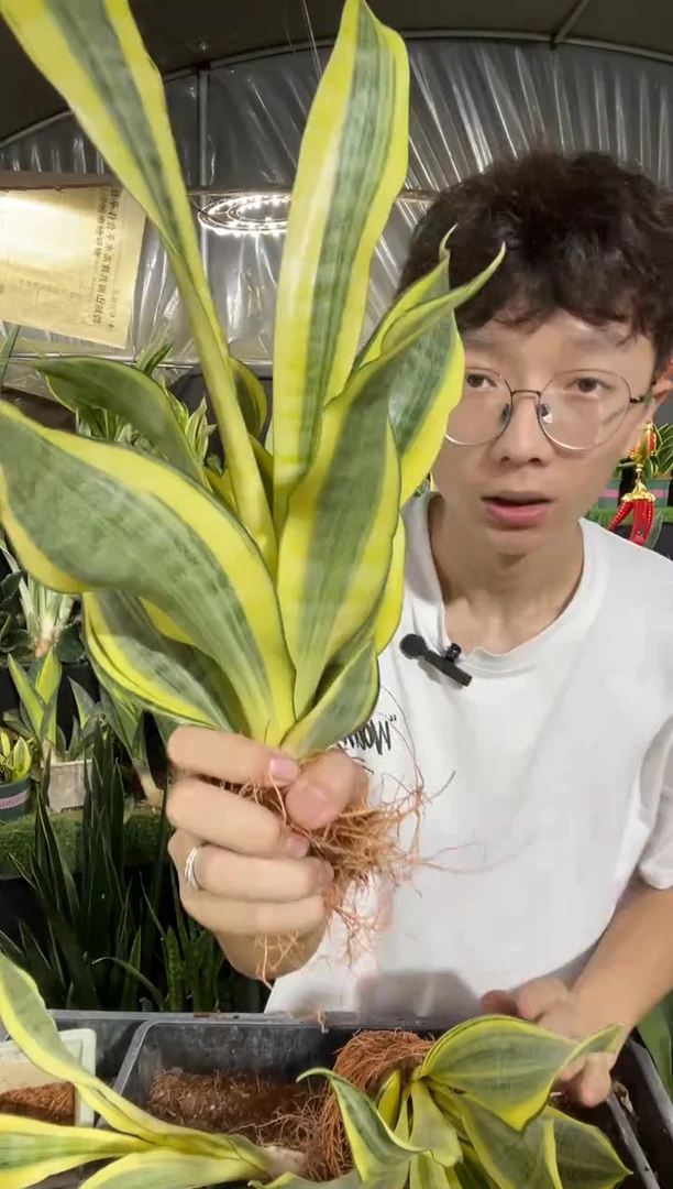 大号水月兰裸根16.8