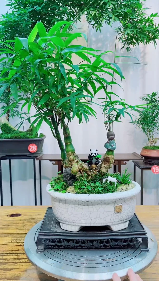 无花朵竹子盆景竹子盆景