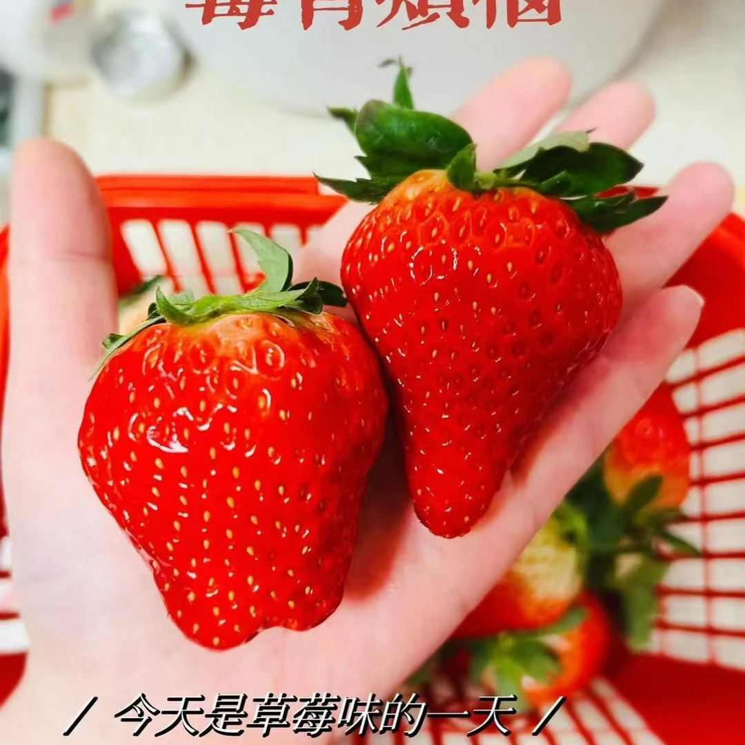 (红颜草莓)青浦白鹤头茬本地草莓