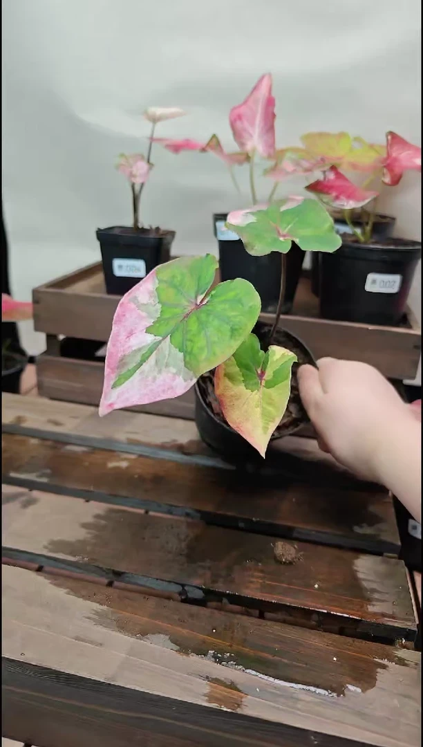 不开花植物029三色