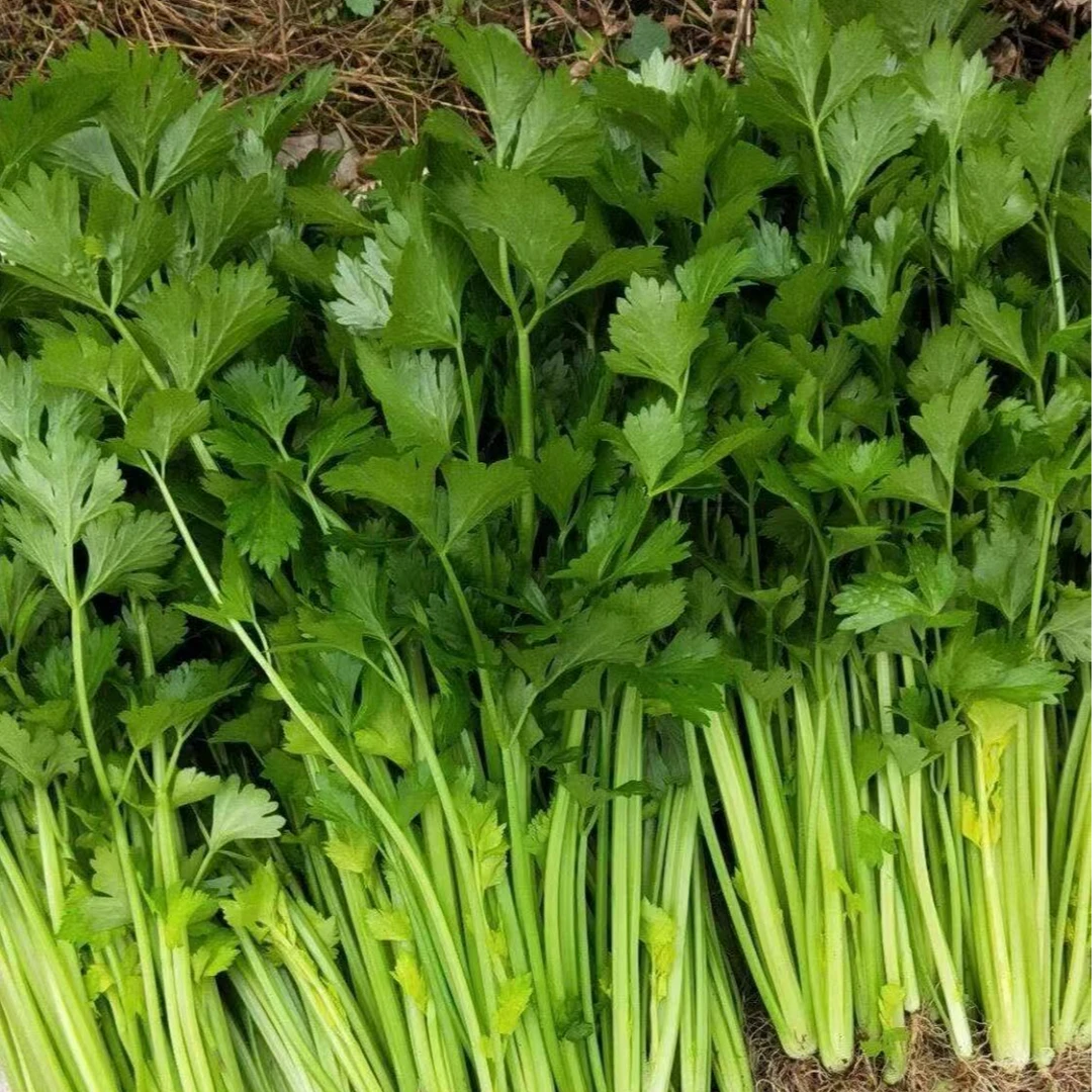 【蔬菜组合】芹菜1斤/茄子1斤/茭白1斤/毛豆1斤/丝瓜1斤