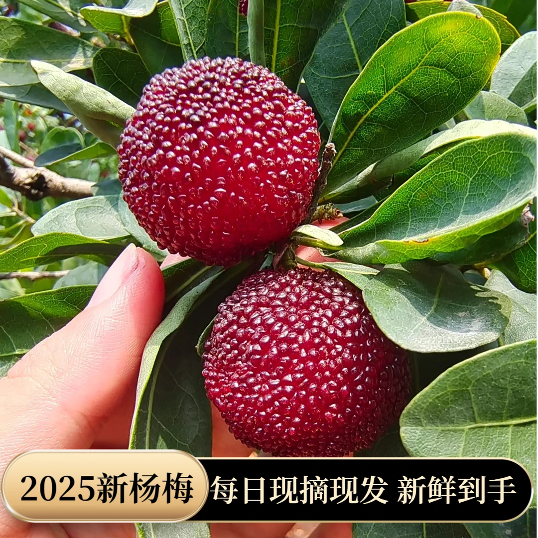 2025新鲜红杨梅潮汕早春杨梅每日现摘现发当季水果顺丰包邮