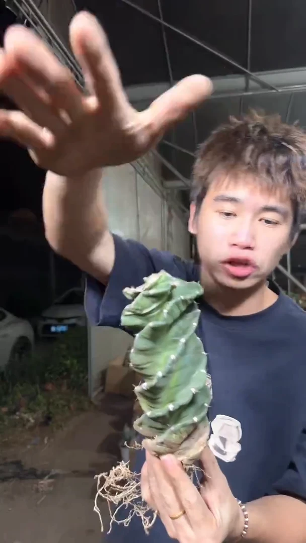 母本 龙卷风【带根】有砍