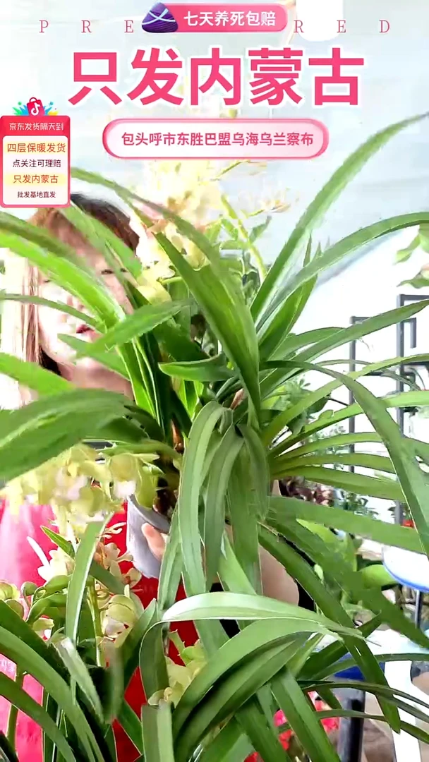 完全开放绿色香兰大盆