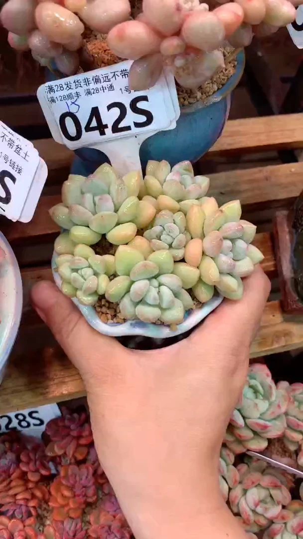 042S 泡泡糖（一物一拍实付满28发货，默认不带盆土）