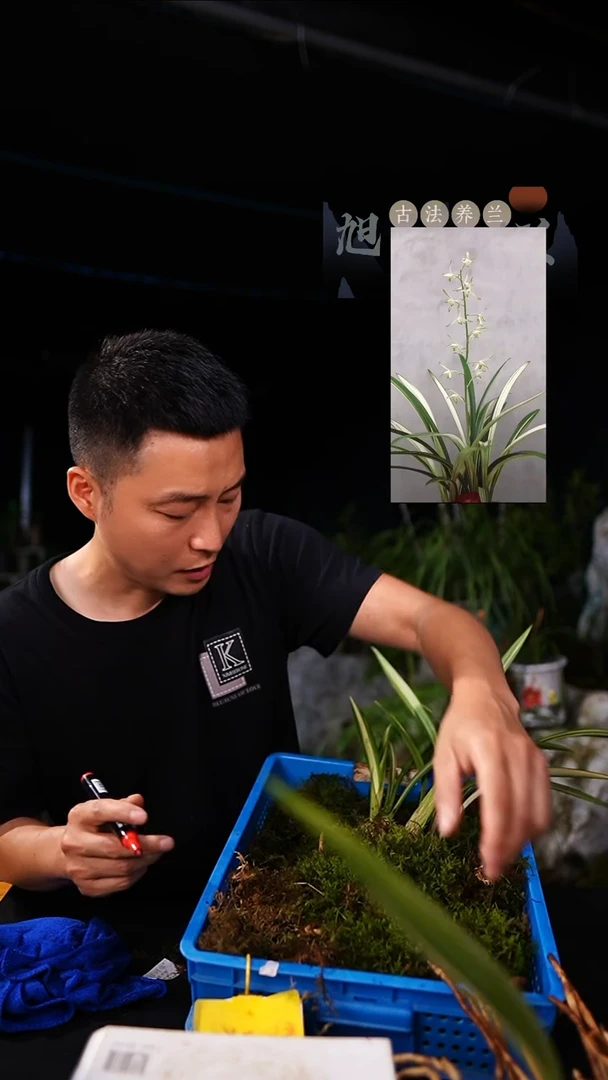 当前无花栽培后可以开花墨兰 白玉素锦 前垄2苗（一物一拍）