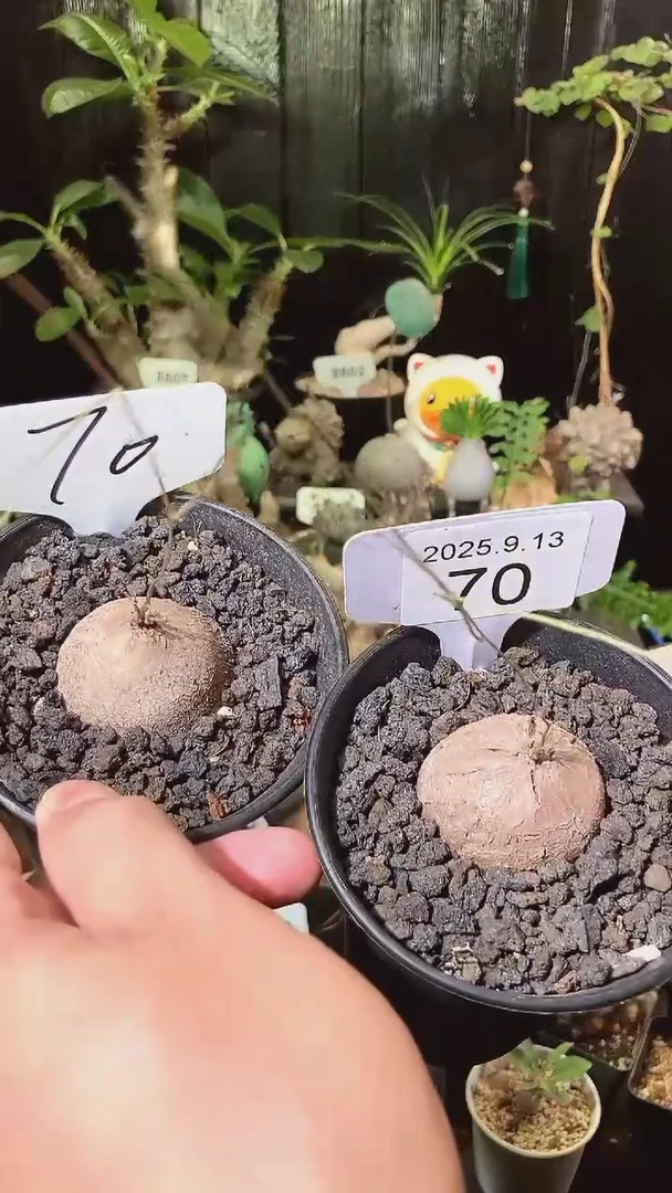 70号913福利南非龟甲龙买1个送1个
