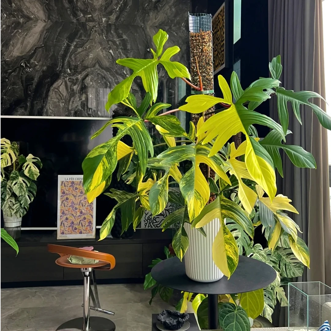 美人锦蔓绿绒天南星科室内美观高颜值观叶植物盆栽